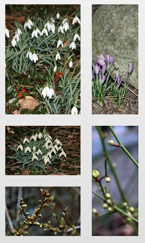 Schneeglöckchen, Krokusse, Kerria oder Forsythia - alles drängt nach dem Frühling 